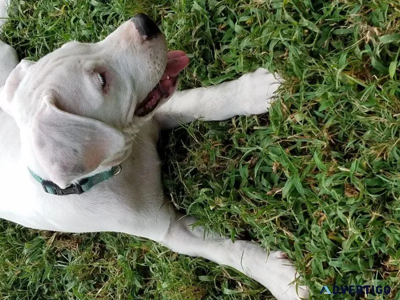 Argentino dogo female pup.