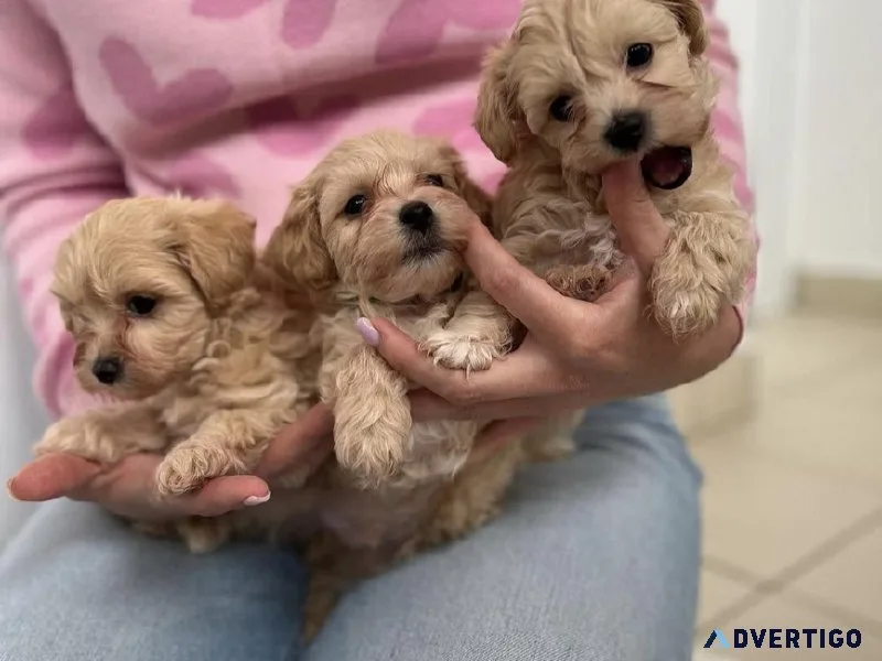 Teacup maltipoo puppies