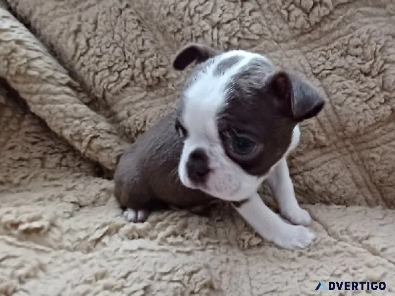 Boston Terrier Puppies