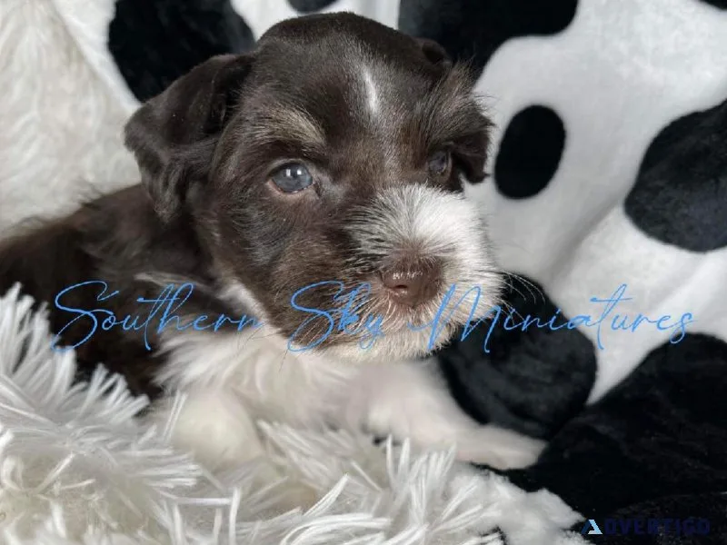 AKC MINIATURE SCHNAUZERS