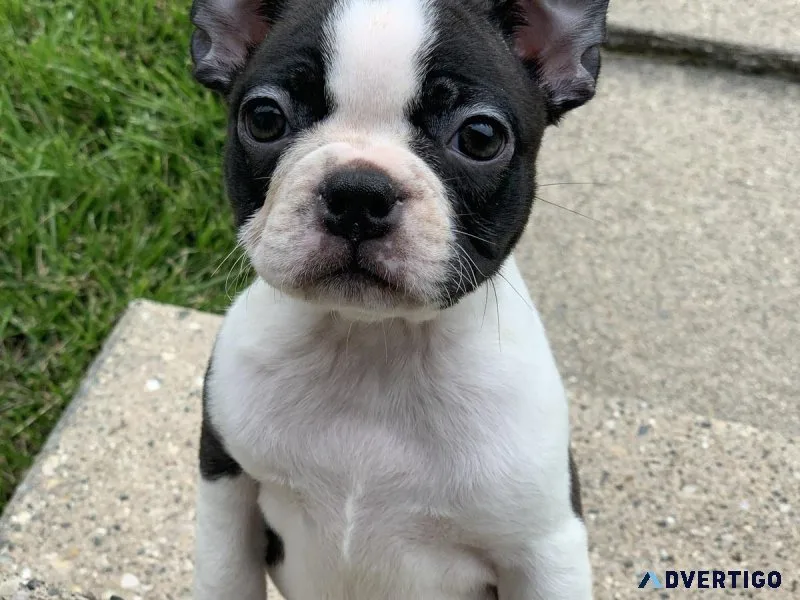 Amazing Boston Terrier