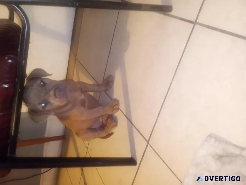 Mastiff pitbull puppy