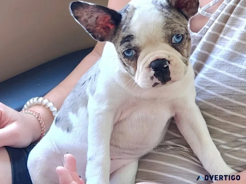 Boston Terrier Puppies