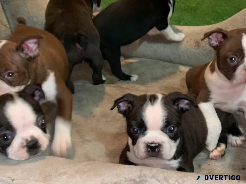 Boston Terrier Puppies