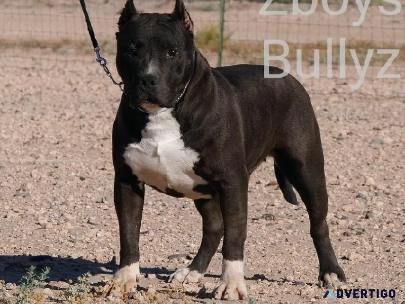ABKC American Bully