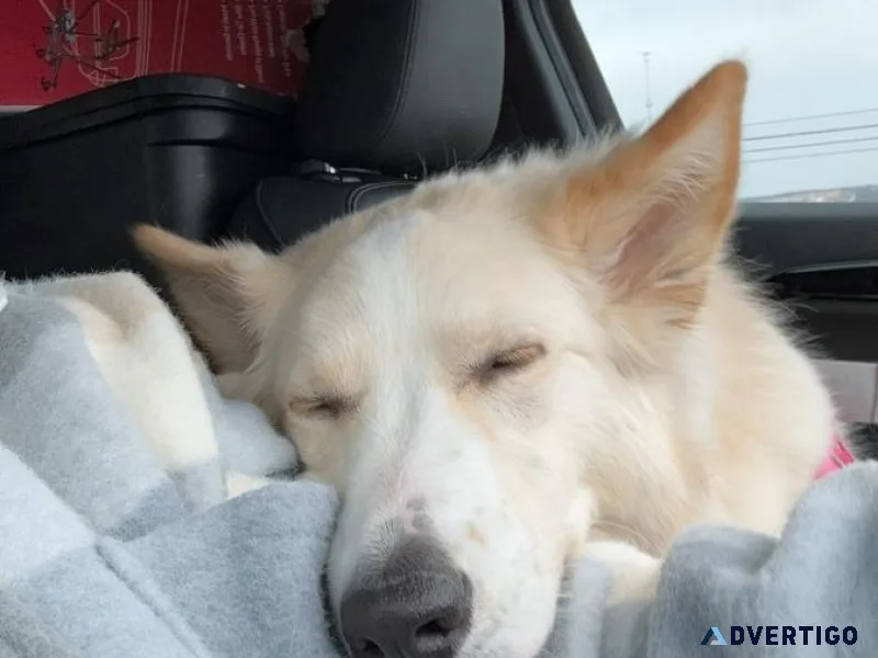 Beautiful Shepsky Free to Good home