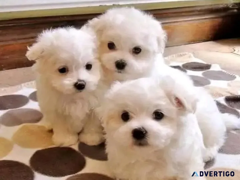 GORGEOUS PURE MALTESE PUPPIES AVAILABLE