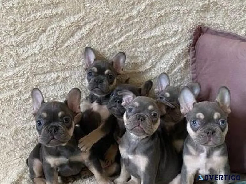 ENERGETIC FRENCH BULLDOG PUPPIES