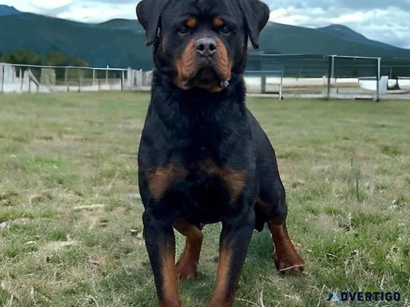 Rottweiler