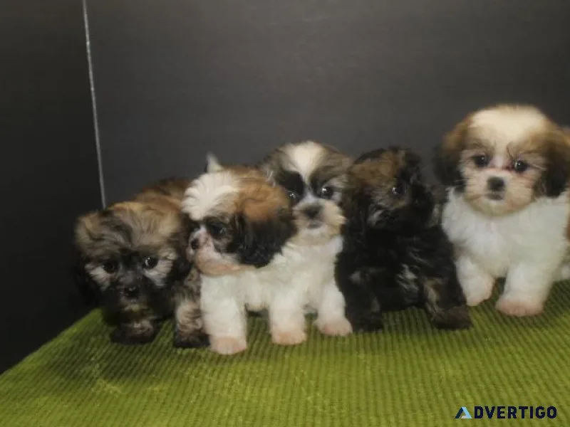 ADORABLE PUREBRED SHIH TZU PUPPIES AVAILABLE.