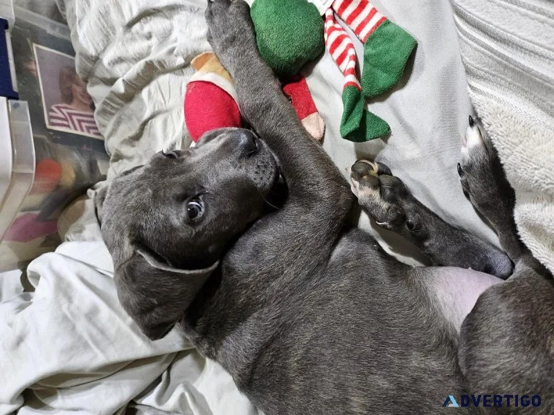 Cane Corso puppies-CHEAP