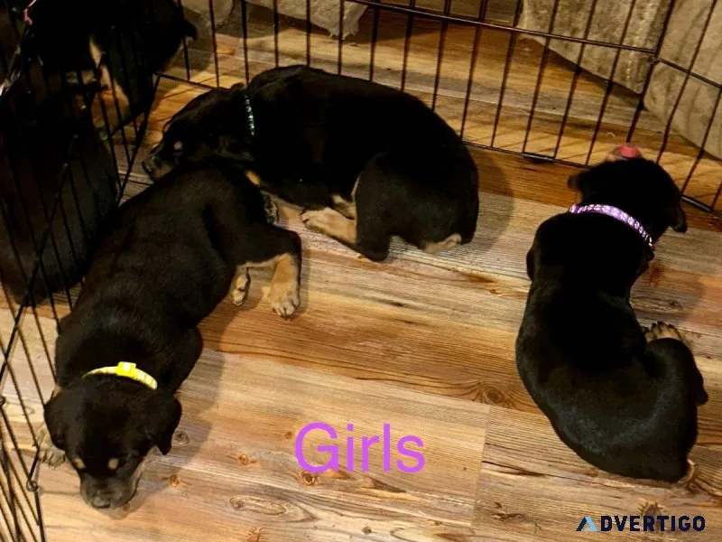 Rottweiler Puppies