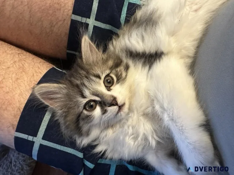 Persian Kittens for sale