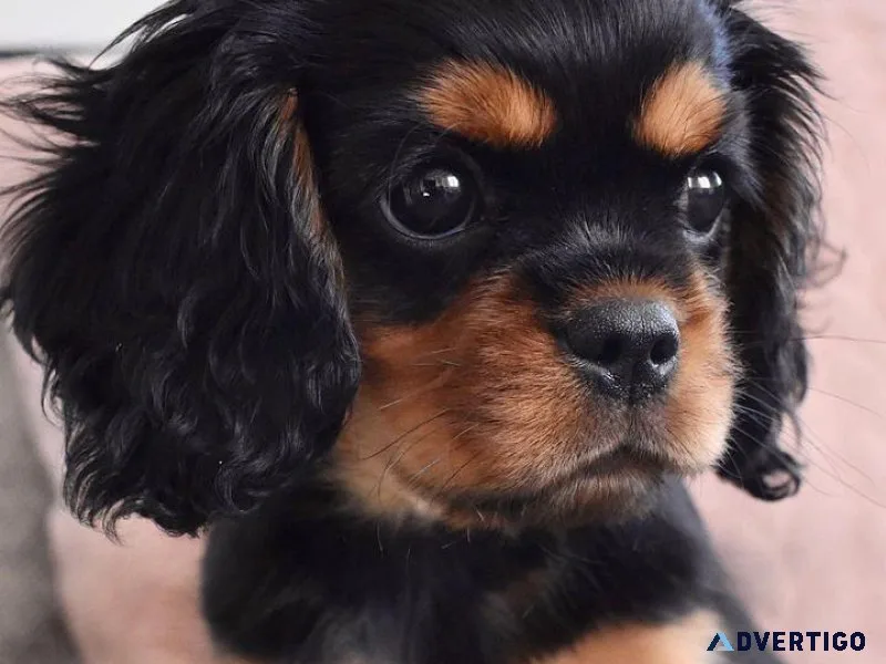 Amazing cavalier kind charles spaniel puppies