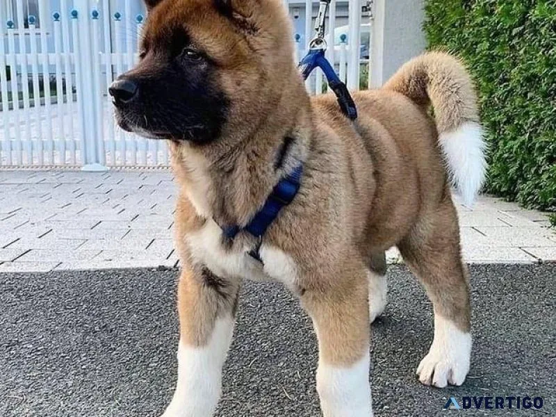 beautiful Akita puppies