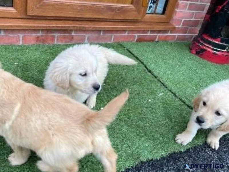 Home raised Purebred Golden Retriever Puppies