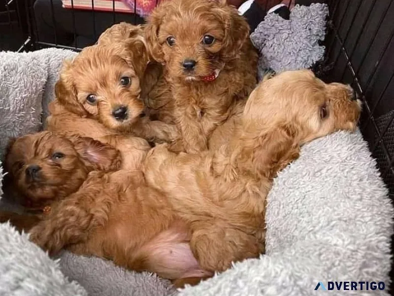 Puppies for new homes