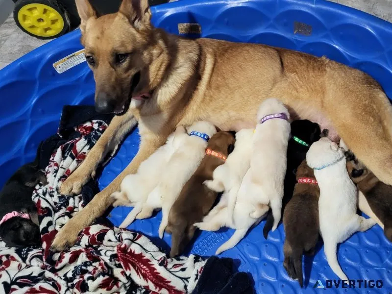 AKC German shepherd puppies