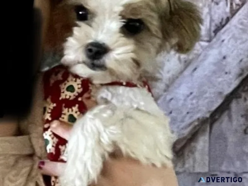 Yorkie parti