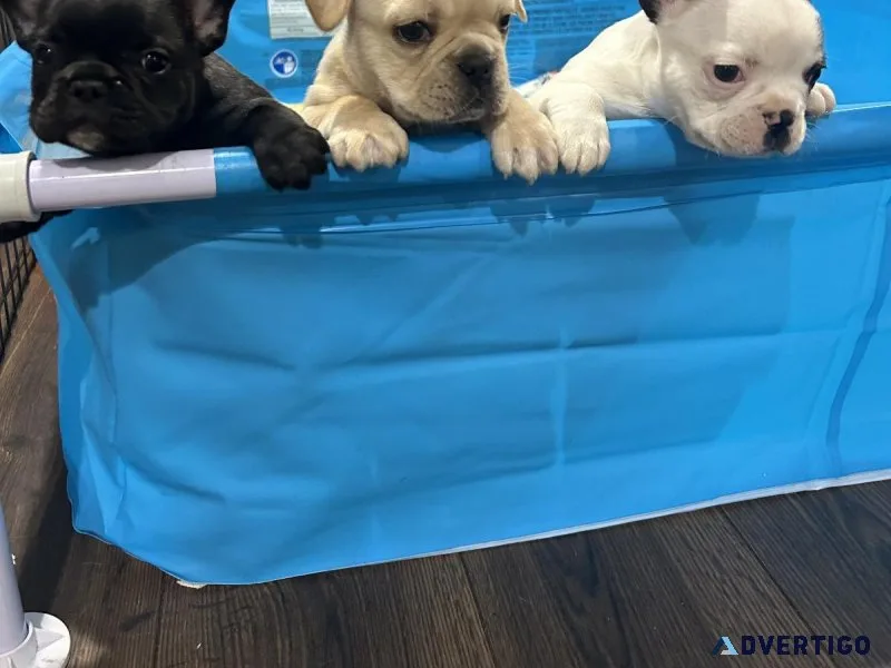 Frenchie puppies