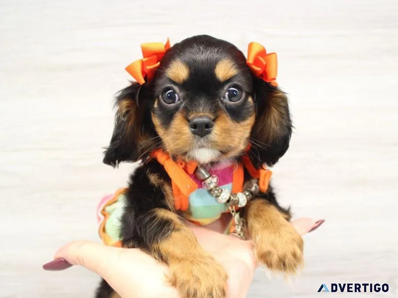 Adorable Cavalier Puppies For Sale