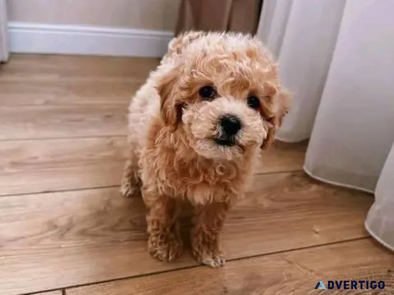 Buy Maltipoo puppy online in Indore- Breed n Breeder