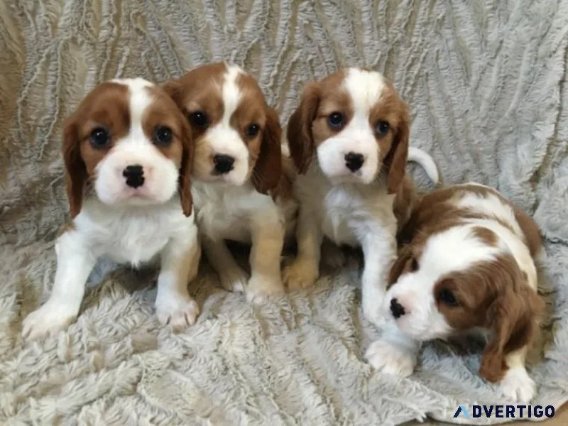 Adorable Purebred Cavalier King Charles Puppies