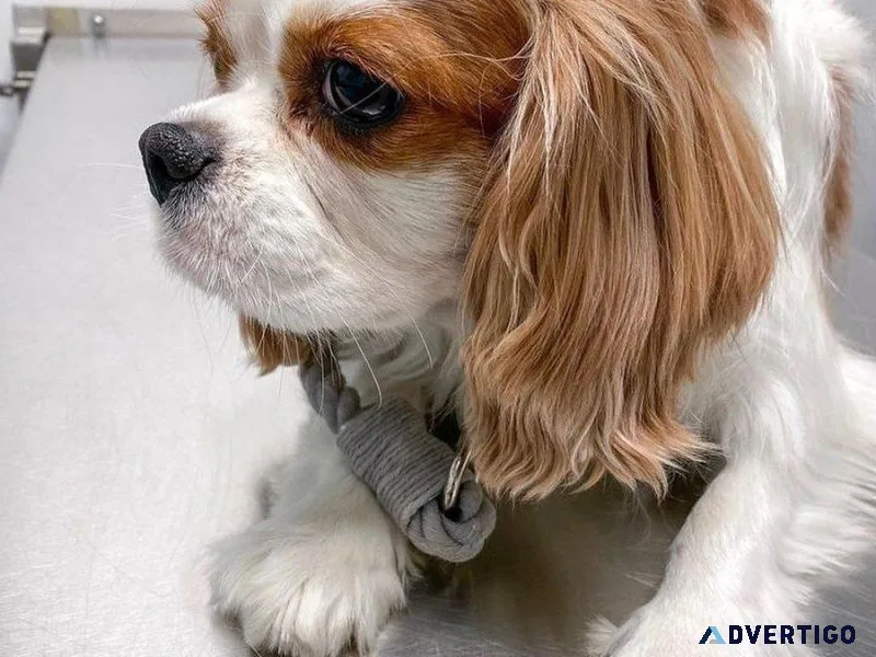 Adorble King Charles Spaniel puppies available