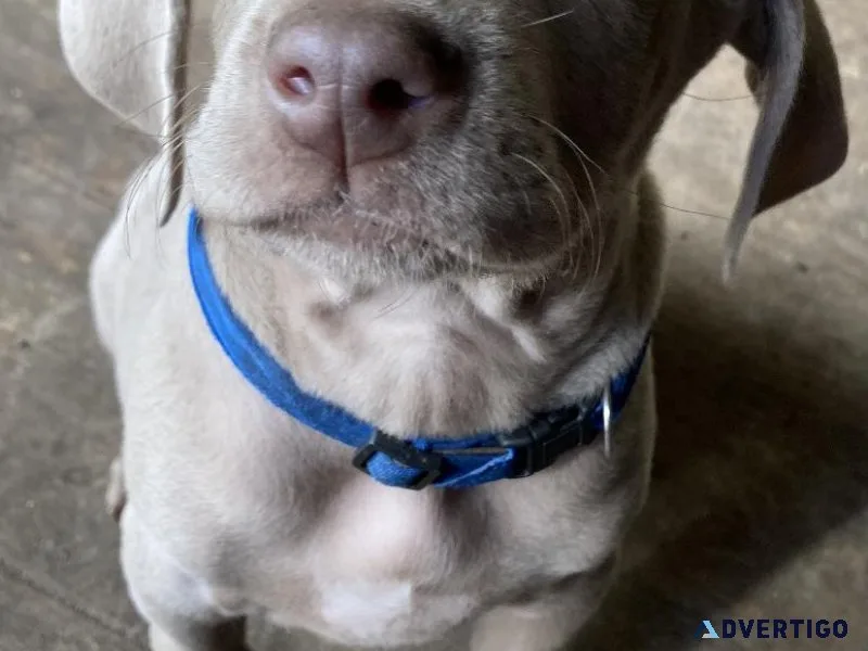 Weimaraner Pups