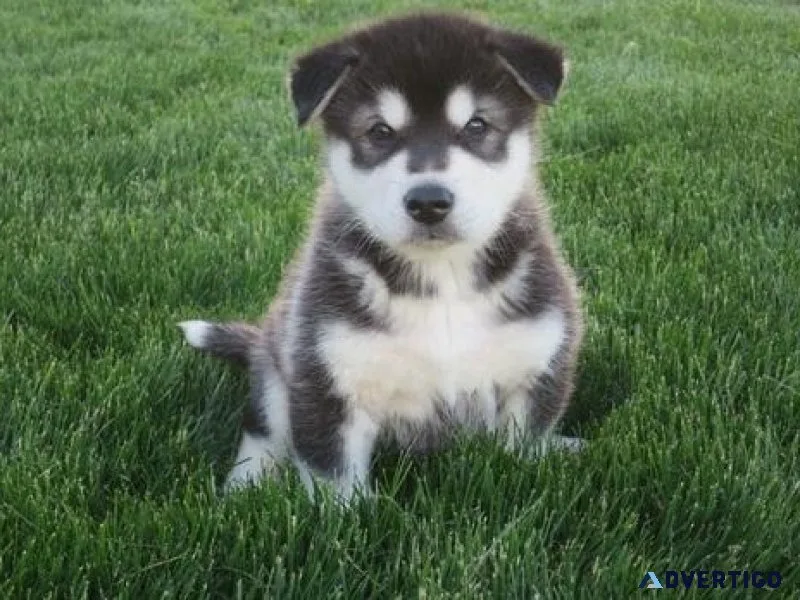 Alaskan Malamute puppies