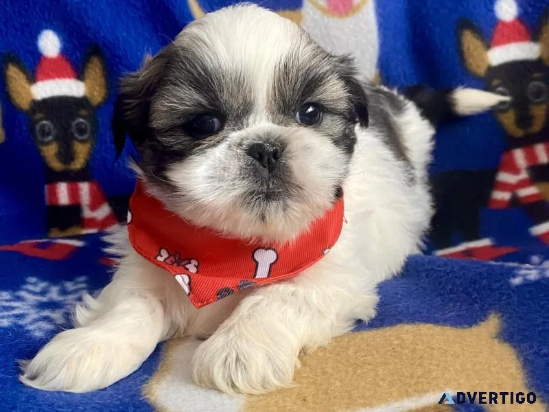 shihtzu puppies