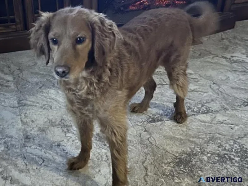 Golden retriever doodle