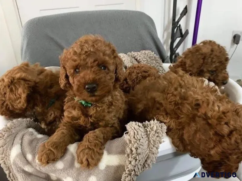 Gorgeous Apricot Toy POODLE puppies