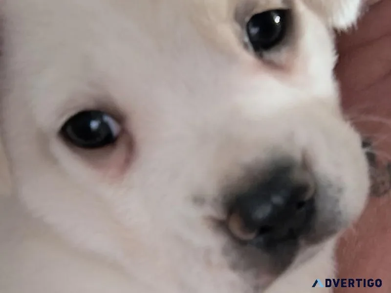 Adorable Mixed Breed Puppy