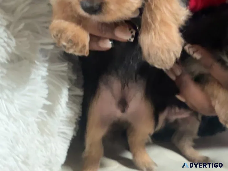 Male Yorkie
