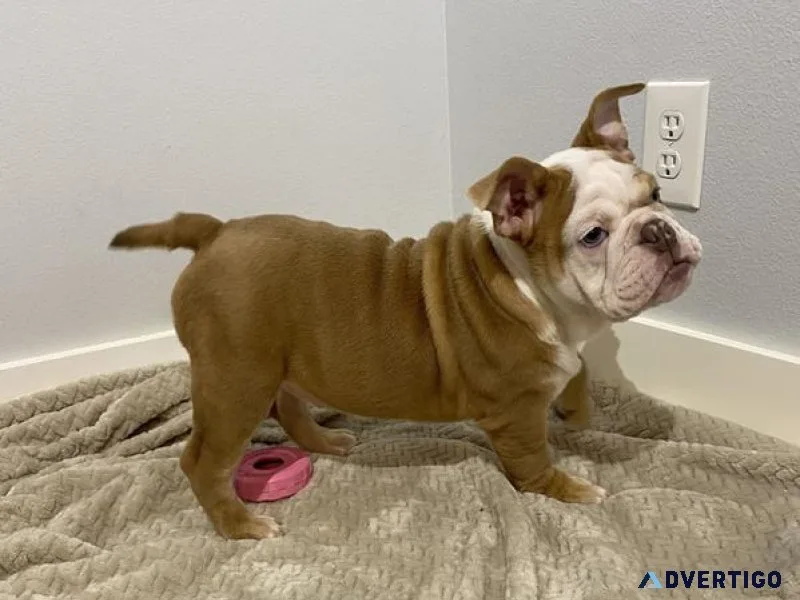 Male English Bulldog for ssle