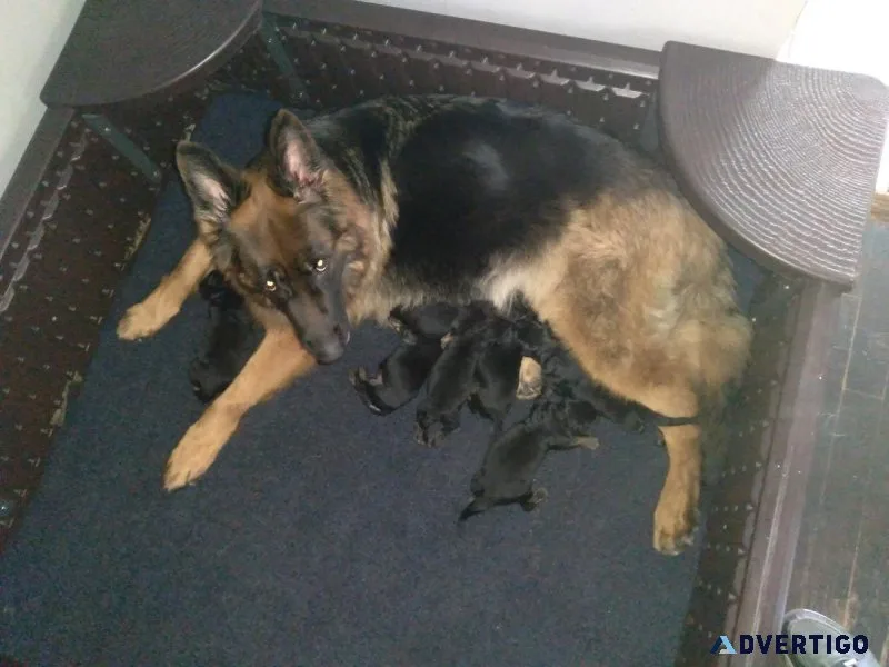 German shepherd puppies