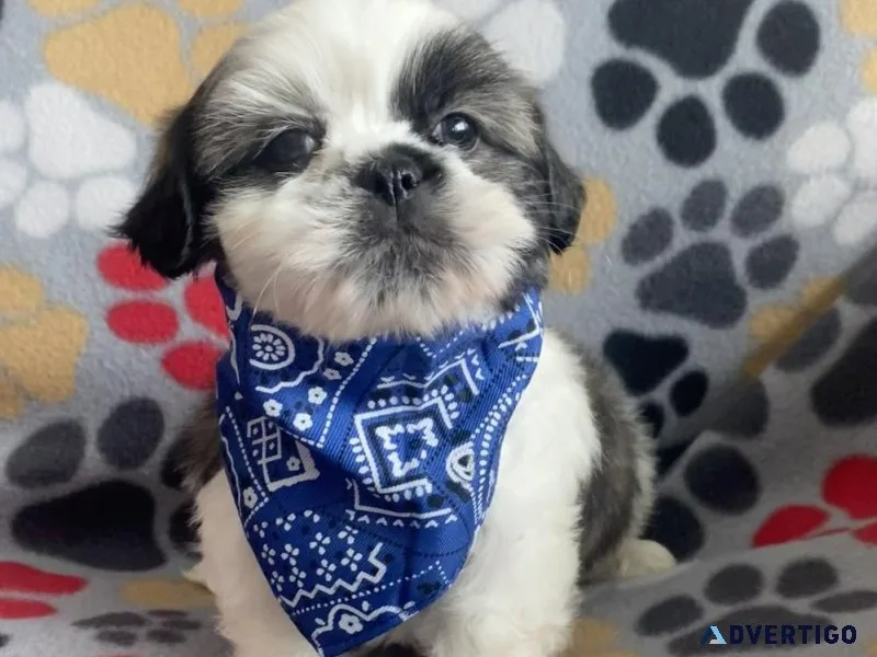 shihtzu puppies