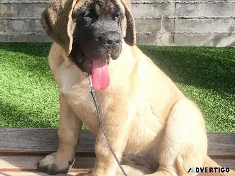 Excellent English Mastiff Puppies For Adoption