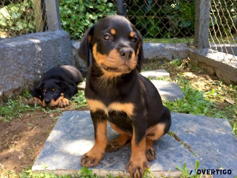 AKC Rottweiler Puppies for Adoption