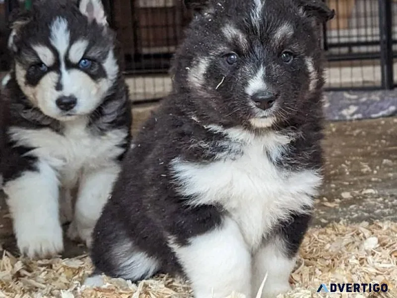 Available Siberian Husky
