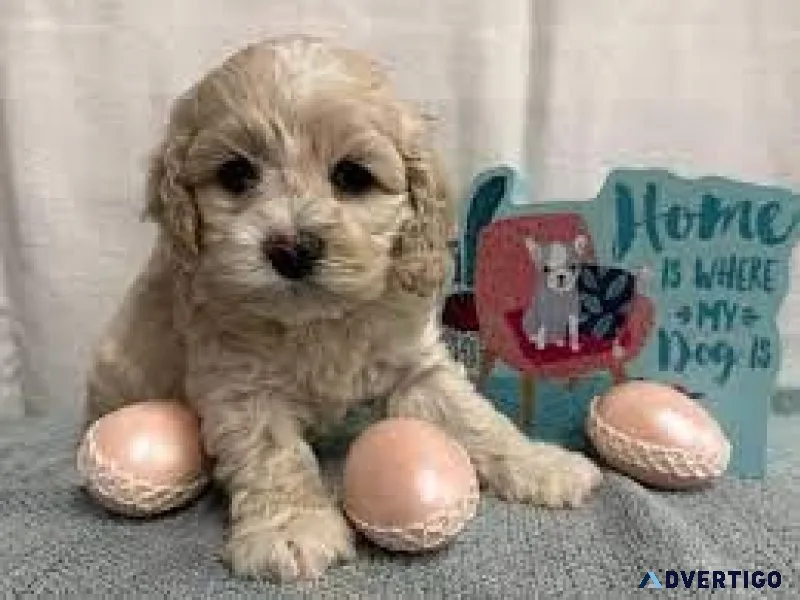 Cavalier King Charles x Poodle - Cavapoo Puppies