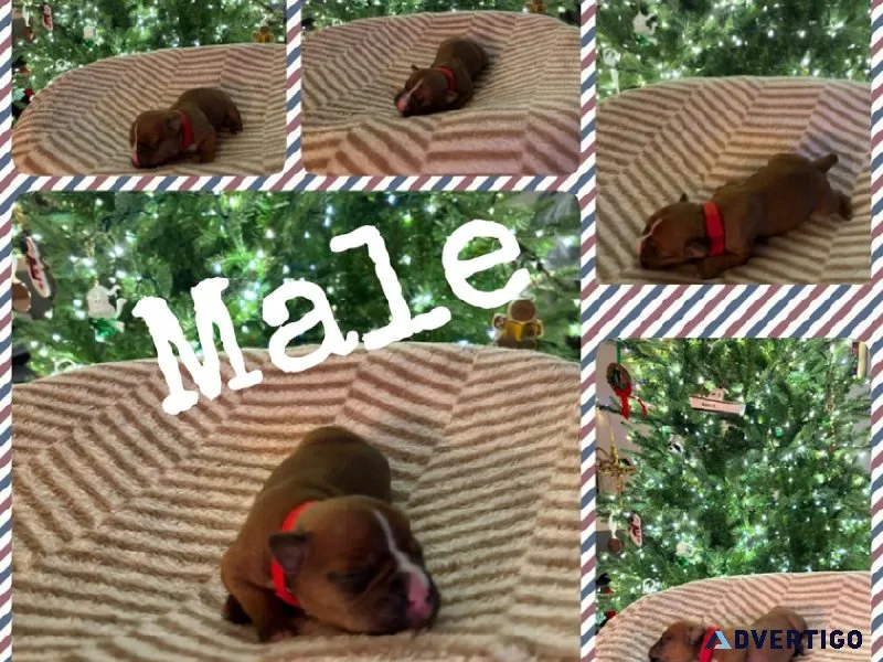 Bully Boxer Puppies For Sale