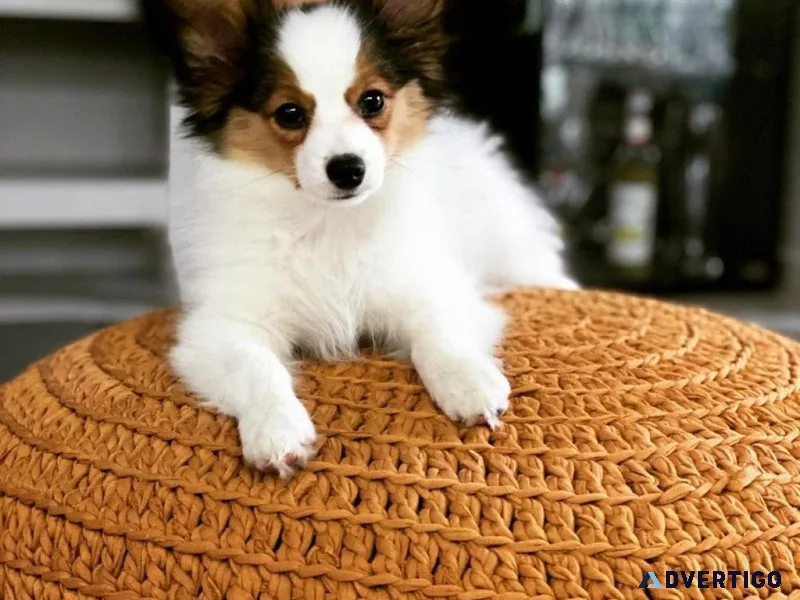 Very Playful Papillon Pups For Sale