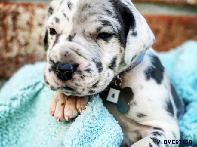 Registered Great Dane Puppies for Adoption