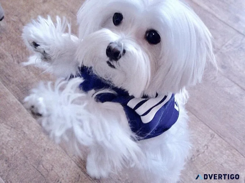 Quality Teacup Maltese Pups For Adoption