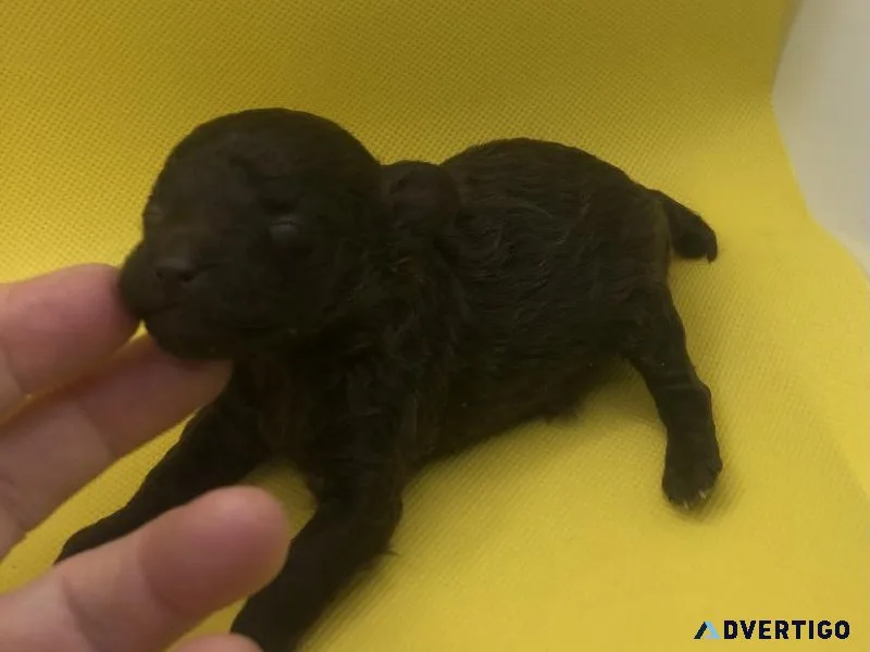 Tiny Toy Poodles