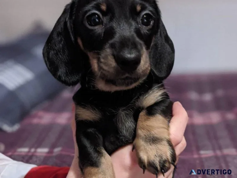 Dachshund Puppies Available