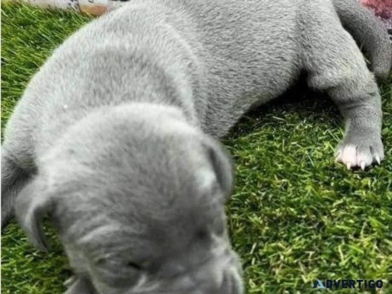 Adorable Great Dane puppies