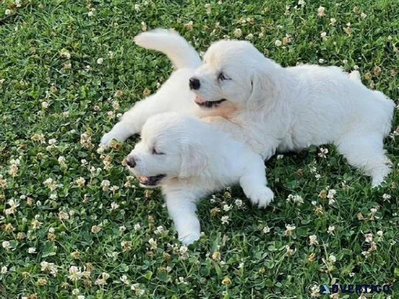 Golden Retriever Pups (English Cream)HandJ Kennel
